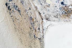 Best Emergency Mold Remediation  in Williamsville, NY